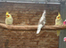 Baby cockatiels pied