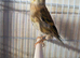 Goldfinch mule goldie
