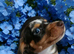 Welcome to my amazing fairbabies Jack Russell cross dachshund