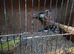Bengalise finches for sale