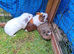 Male guinea pigs for sale