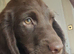 Beautiful F1 Sprocker Puppies