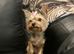 Mini Yorkshire terrier girl