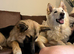 Honey for rehome
