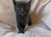 Beautiful kittens For Sale