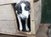 Border Collie bitch nearly a year old