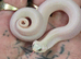 2026 leucustic hognose