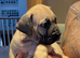 South African boerboels