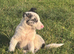 Border Collie x Blue Merle