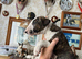 English bull terrier puppies