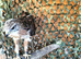 Ferruginous Hawk (Male)