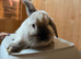 Female mini lops
