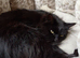 Beautiful half Maine Coon female cat