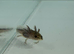Axolotl