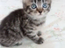 Gourgeous kittens for sale!!!