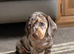 Chocolate dapple mini dachshund
