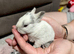 Four Lionhead Babies Ready Soon