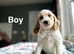 3 charming cockapoo available
