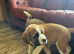READY Now! Beautiful baby Saint Bernards