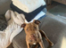Staffy cross mastiff