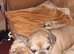 Have to rehouse my dog