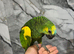 Hand-Rearing Baby Friendly Super Tame Cuddly Blue Front Amazon Parrot,1