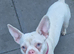 French bull dog