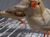 Triple orange zebra finches