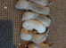 Ferret Kits