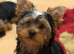 Yorkshire Terrier boys