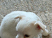 Long Haired 3/4 Russian Chihuahua's