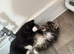 1 beautiful girl kitten ready in 2 weeks