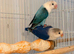 DNA&rsquo;d Breading pairs and single males for rehoming