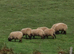 3 Suffolk weather lambs 1 Cross ewe lamb.