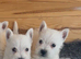 Beautiful west highland terrier puppies for sale