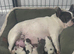 STUNNING PIED FRENCH BULLDOG MALE