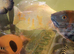 king Kong Parrot fish , Albino tiger large Oscars Large Tiger oscar and Red Oscar