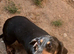 2 yrs old mini dapple dashund to rehome