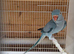 Indian ringneck female blue