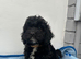 Cockapoo puppies ready now!'