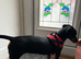 Selling young wiener dog named Nancy