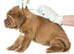 &pound;10 microchipping for all cats and dogs