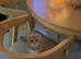 Scottish fold kitten