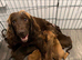 Male Cocker spaniel cross