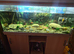 Large 5ft established aquarium