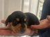 Lovely Well Bred Dachshund Puppies Deposits Being Taken