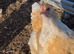 Large fowl lemon Pyle Brahma hatching eggs