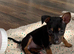 Jack Russel puppy girl Lola