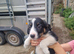 pure border collie puppies