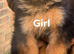 German shepherd beautiful puppy